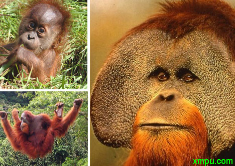 deformed orangutan