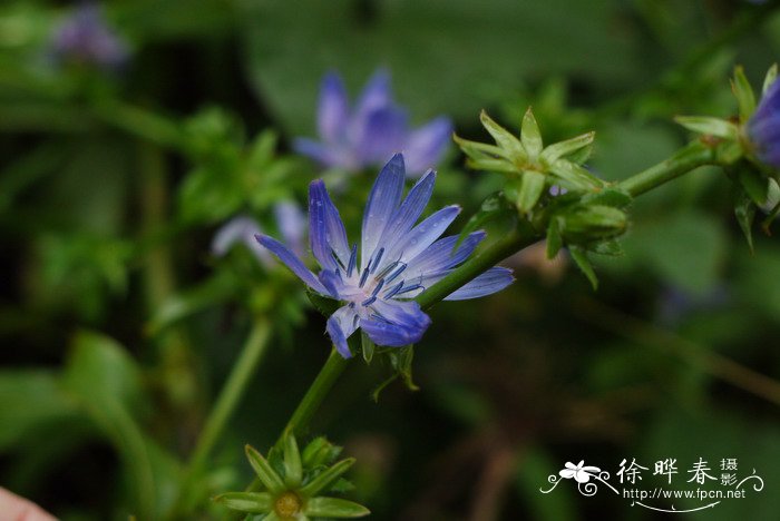 您的位置>动植物>花卉大全>栀子花什么时候换盆培养土棵选用腐叶土与