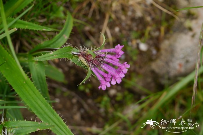 黄玫瑰花语是什么意思