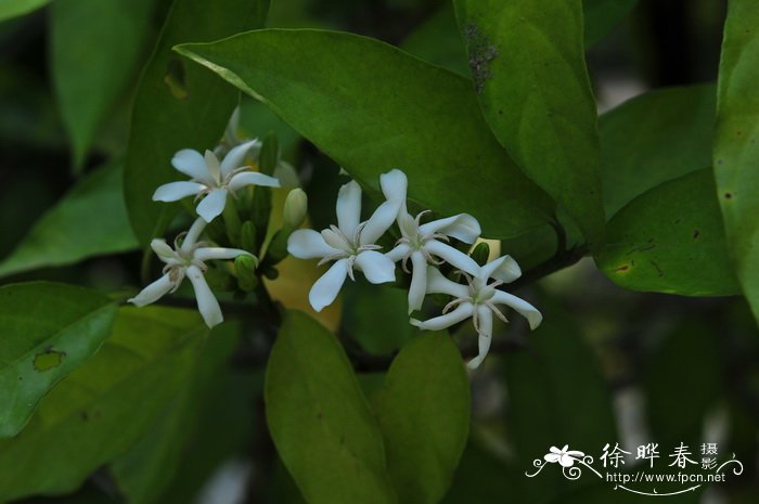 波斯菊的花语及传说