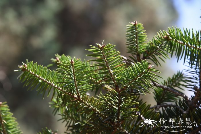 山茱萸价格