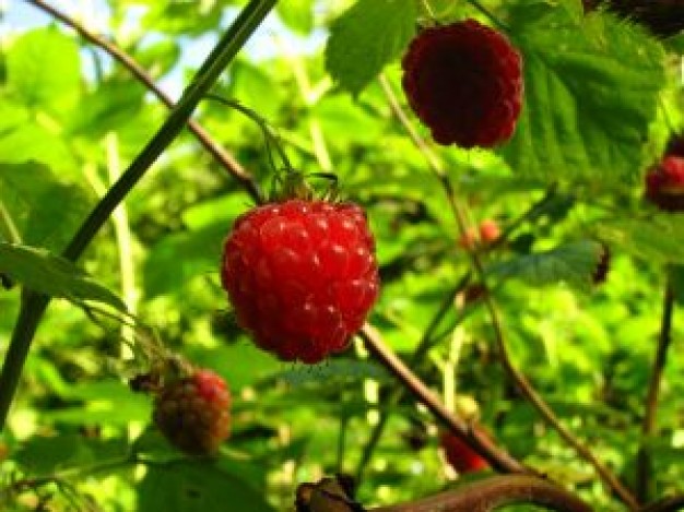 動植物 水果大全 > 山莓圖片及山莓種類 英文名:juteleaf raspberry