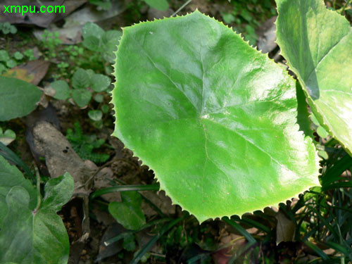 兒童生日蛋糕圖片_牛筋樹-動植物