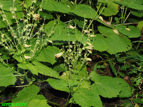 玫瑰花的花語_白蝴蝶合果芋-動植物