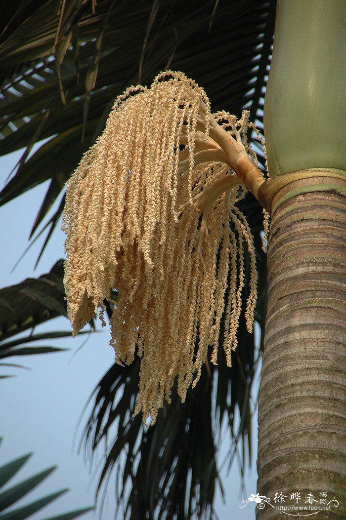 小玫瑰_還陽參(驢打滾草)-動植物