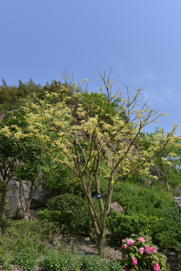 水榕_竹葉萬丈深-動植物