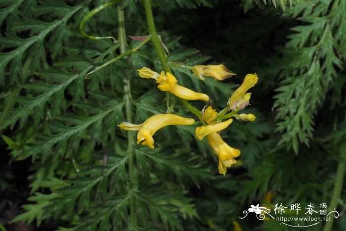 西蘭花的花語_石見穿-動植物