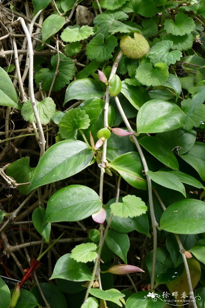 水仙花的花語_葛根-動植物