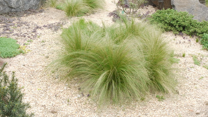 鳳仙花果實_瓶子草-動植物