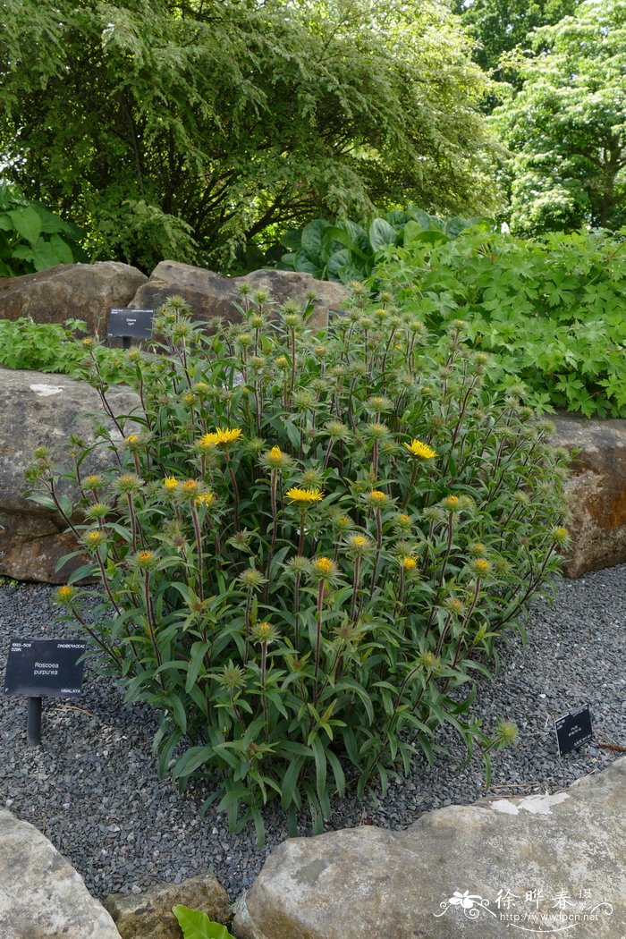 室内花卉品种植物大全_金穗金栗兰-动植物