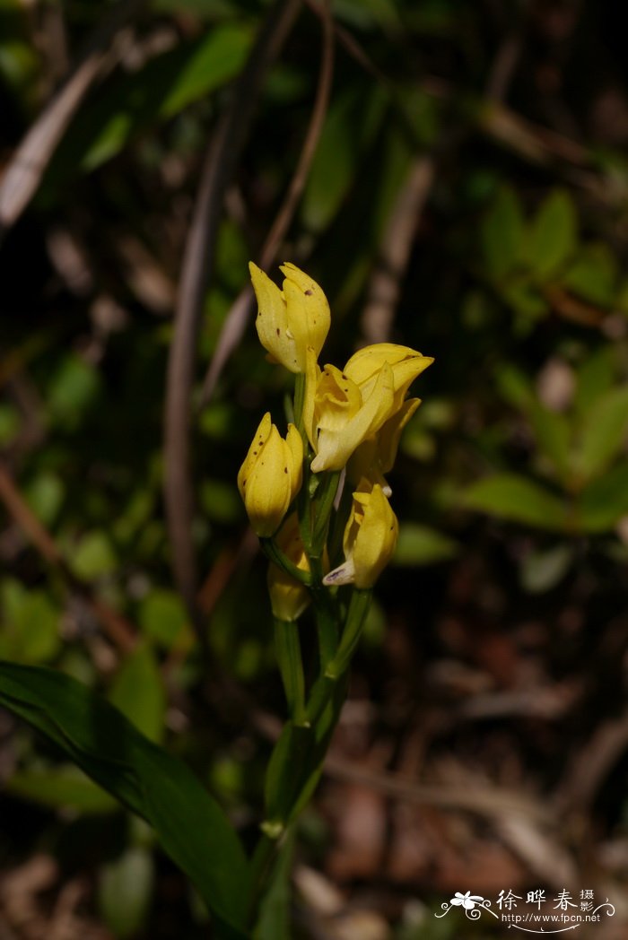 廣玉蘭花圖片大全大圖_獨尾花-動植物