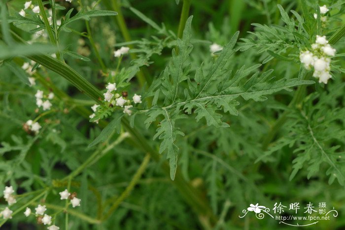 芫荽是什么